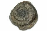 Jurassic Ammonite (Dactylioceras) Fossil - England #351305-1
